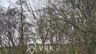  Pozemky Predaj záhrada Košické Olšany košické olsany