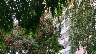  Byty Predaj 3 izbový byt Košice - Sever Palkovičova